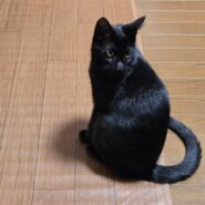 5/27保護、生後6ヶ月のクロネコちゃん