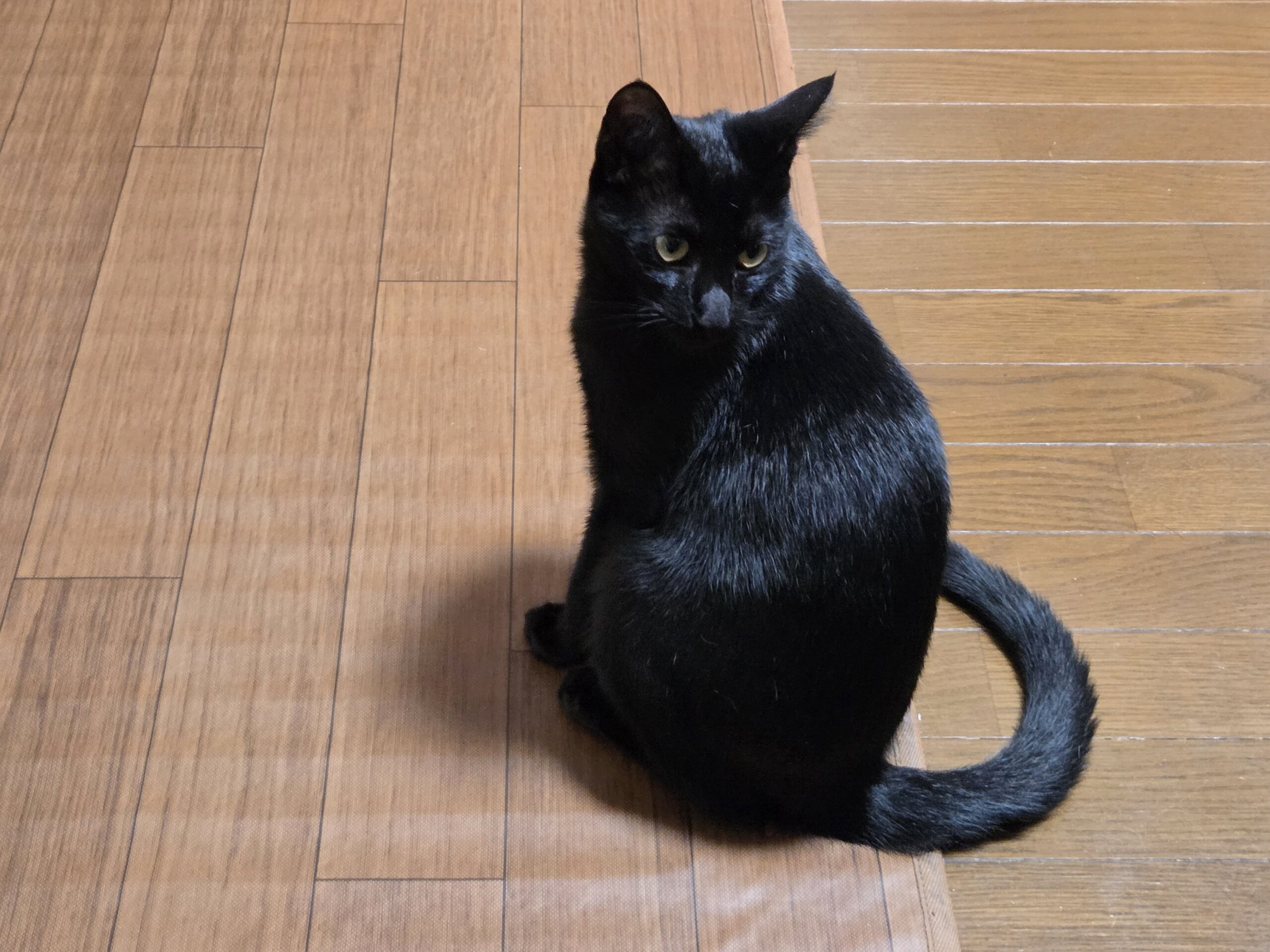 5/27保護、生後6ヶ月のクロネコちゃん