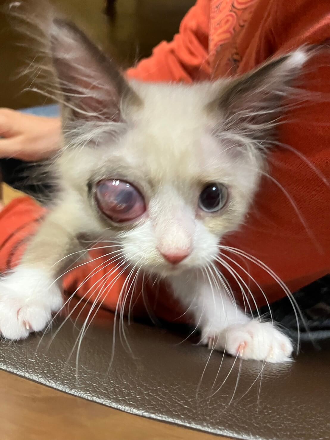 片目は見えなくても賢い子猫😽