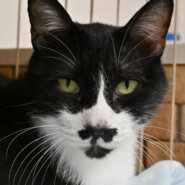 トン：僕だけを構ってほしい！