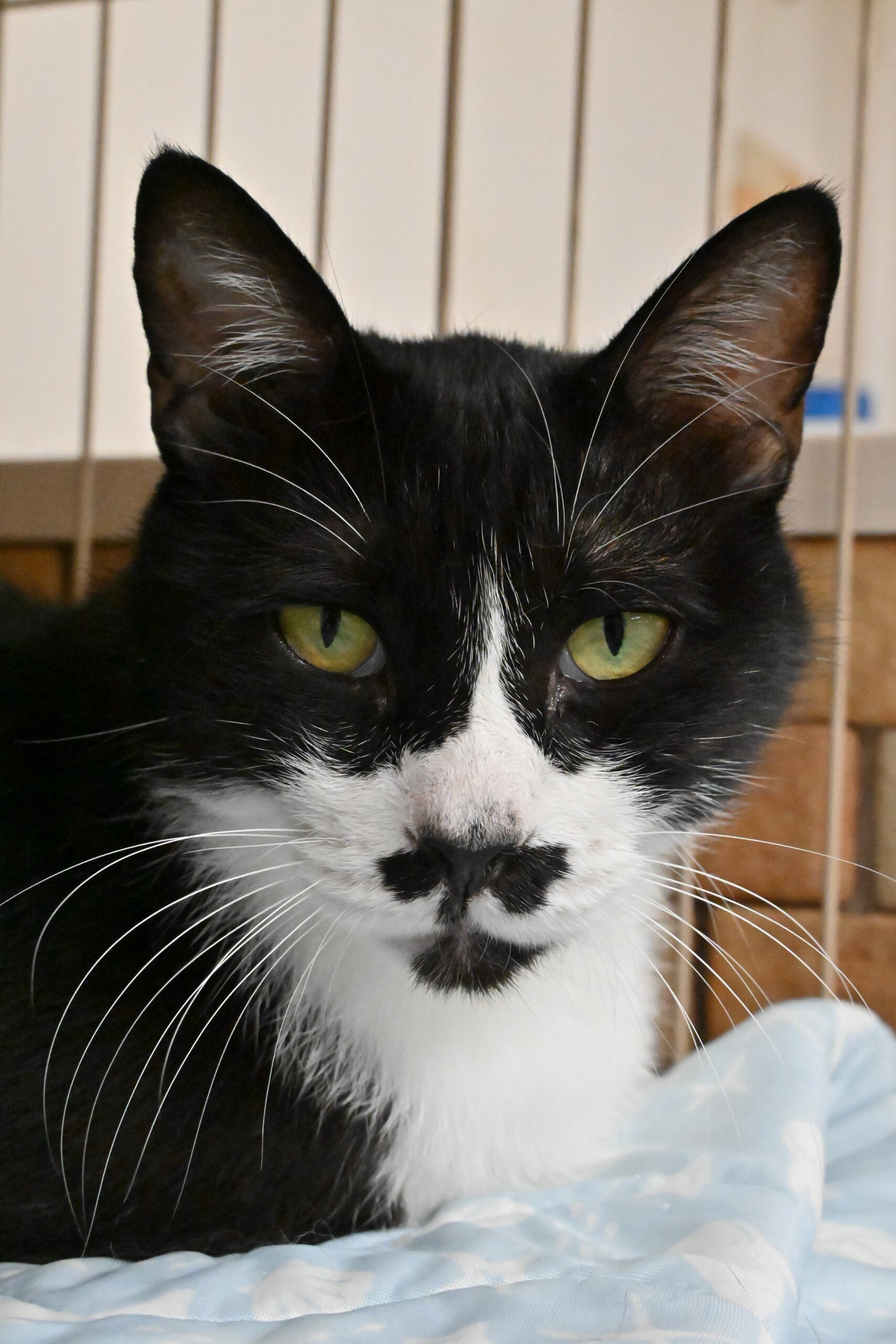 トン：僕だけを構ってほしい！