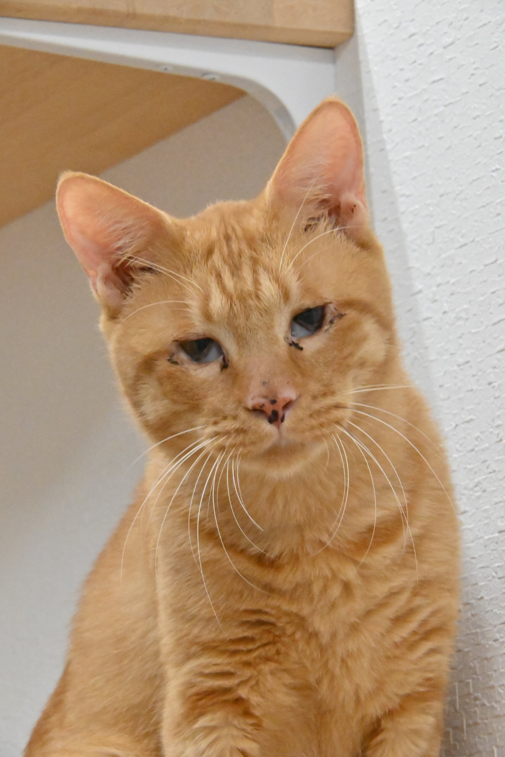 茶太郎:人とご飯が大好き!