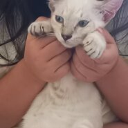 可愛い白シャム猫