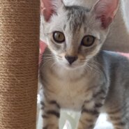 サバトラ猫
