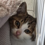 おとなしいキジシロ子猫