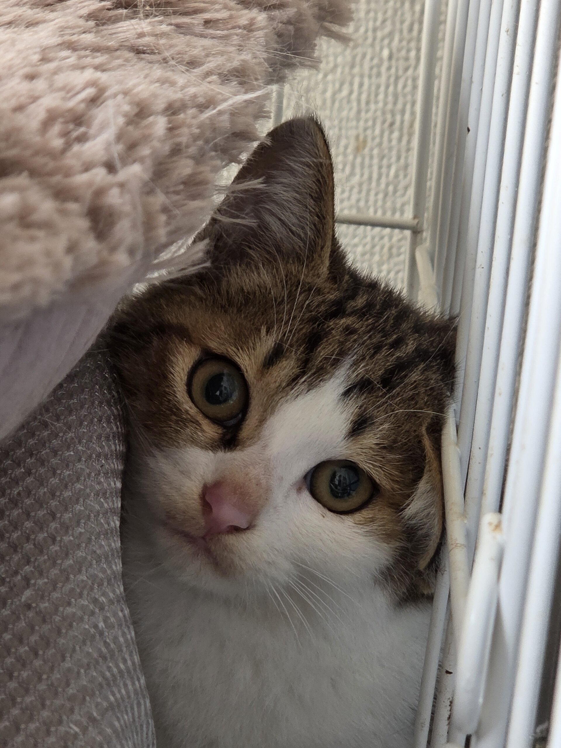 おとなしいキジシロ子猫