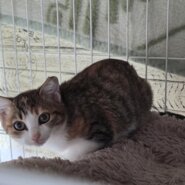 ミケトラ子猫