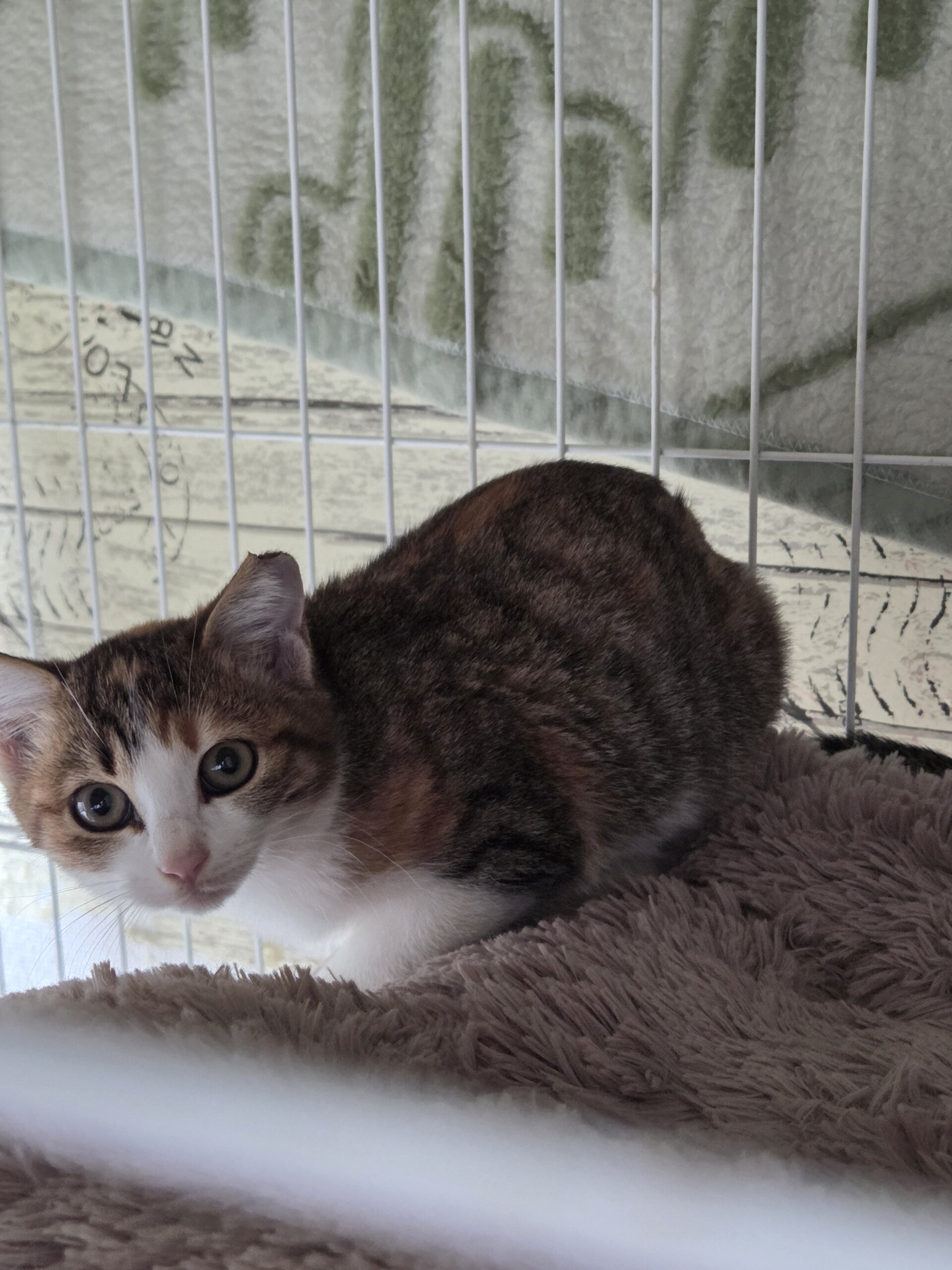 ミケトラ子猫