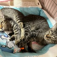 in春日井市☆子猫もいっぱい☆保護猫達を暖かいオウチに迎えよう☆2025年10月18日（土）～ 非営利団体「ちーむ にゃいんず」