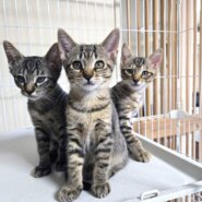 in名古屋市☆ハロウィン＆子猫☆2025年10月25日（土）～ 非営利団体「ちーむ にゃいんず」