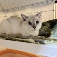 in岡崎市☆子猫もいっぱい☆保護猫達を暖かいオウチに迎えよう☆2025年11月1日(土)~ 非営利団体「ちーむ にゃいんず」