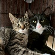 in岡崎市☆子猫もいっぱい☆保護猫達をオウチに迎えよう☆2025年11月3日(祝)~ 非営利団体「ちーむ にゃいんず」