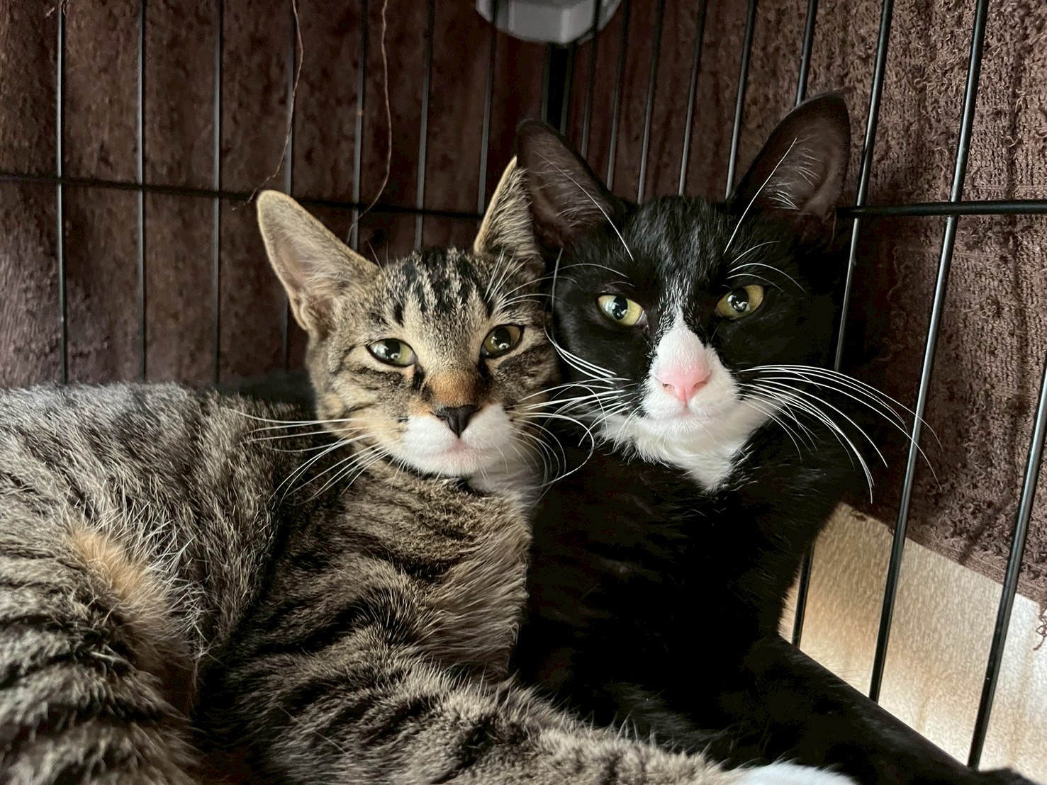 in岡崎市☆子猫もいっぱい☆保護猫達をオウチに迎えよう☆2025年11月3日(祝)~ 非営利団体「ちーむ にゃいんず」