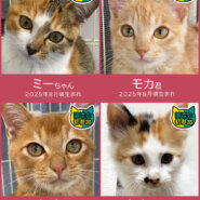 子猫の祭典!28匹の譲渡会★みよし市