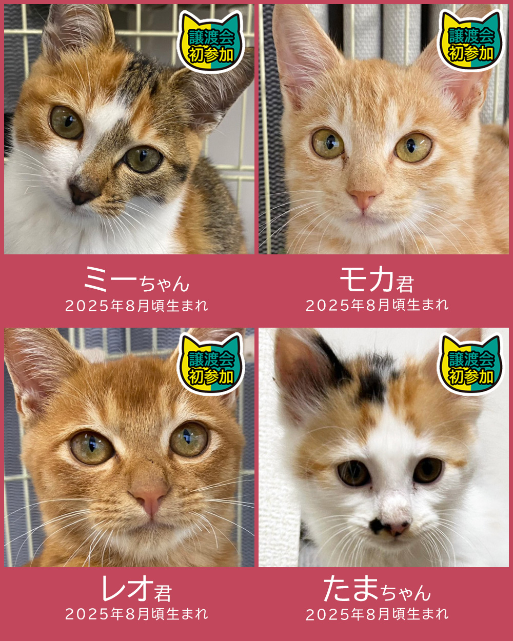 子猫の祭典！28匹の譲渡会★みよし市
