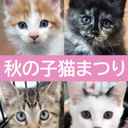 秋の子猫まつり★みよし市
