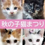 秋の子猫まつり★みよし市