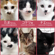 子猫の祭典!25匹の譲渡会★みよし市
