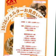 HappyCats〜ねこに恩返し〜保護ねこシェルターお見合い会