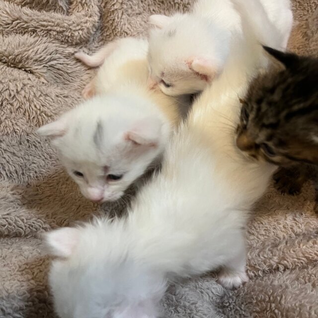 子猫の預かりボランティアを募集しています