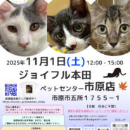 花ねこ譲渡会