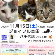 花ねこ譲渡会