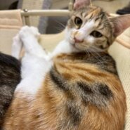 お膝の上が大好き！！リオちゃん