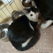 白黒兄妹のりんくん