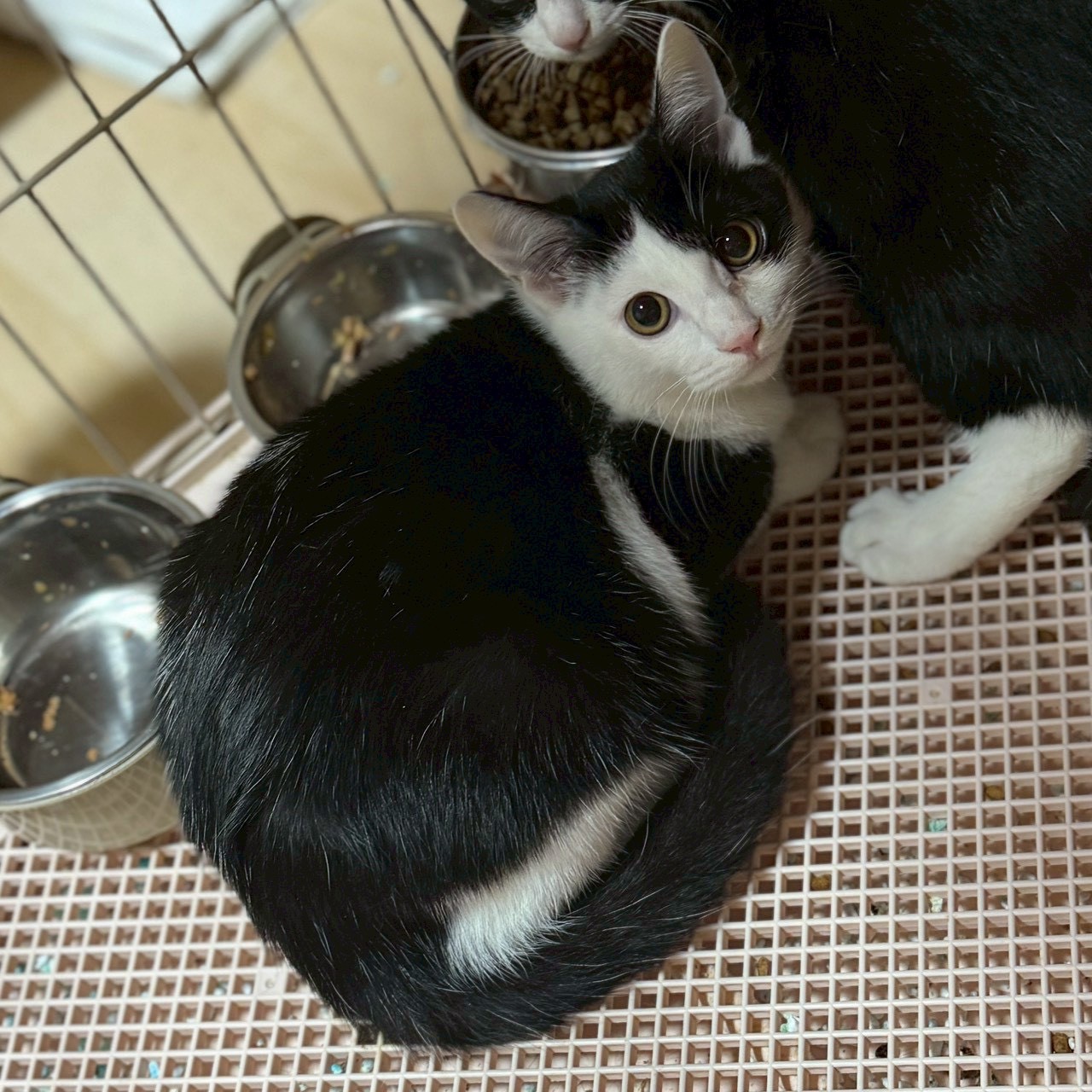 白黒兄妹のりんくん