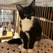 白黒兄妹のよつばちゃん