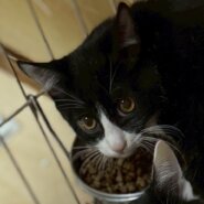 白黒兄妹のつんちゃん