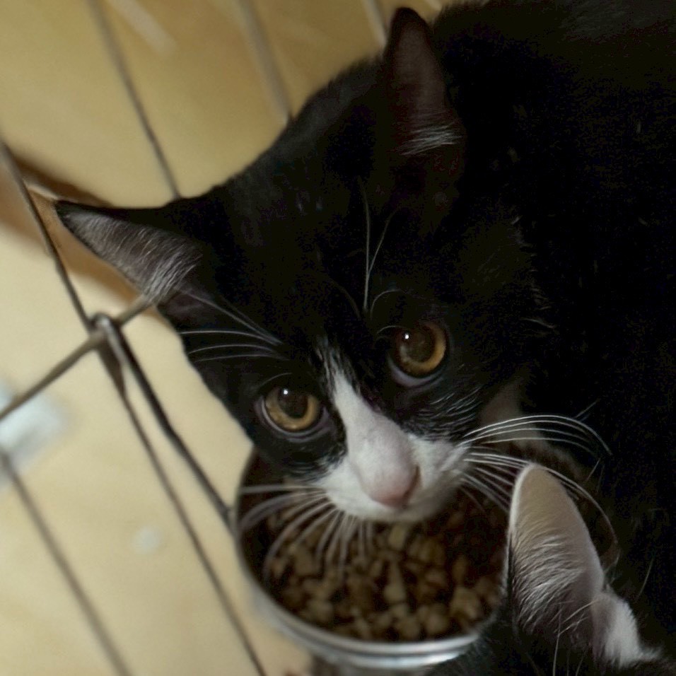 白黒兄妹のつんちゃん