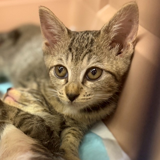 食いしん坊の桃花ちゃん!