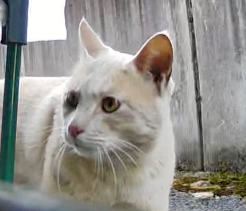 推定1〜3歳。クリーム茶系、保護猫さんの預かり募集。(野良猫さん)