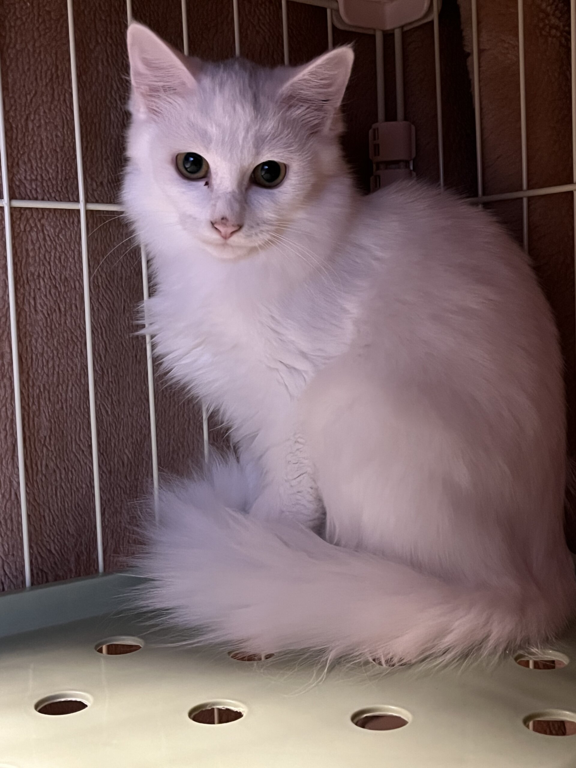 ビビりのおすましさん