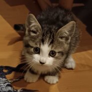 可愛い子猫ちゃん達の里親募集