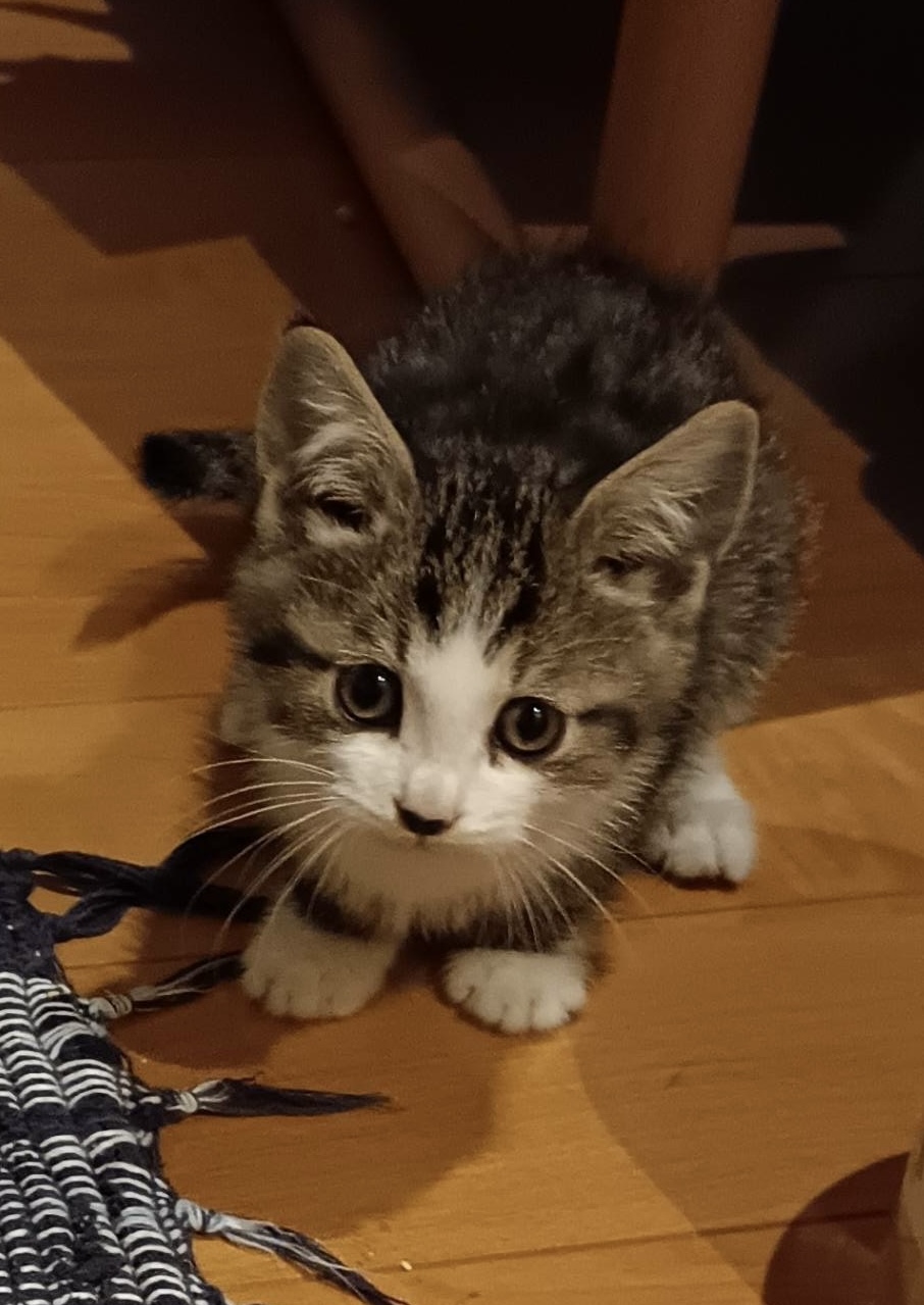 可愛い子猫ちゃん達の里親募集