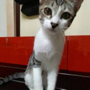 ⭐️11月2日参加猫⭐️大阪府堺市⭐️カナル⭐️6ヶ月の女の子