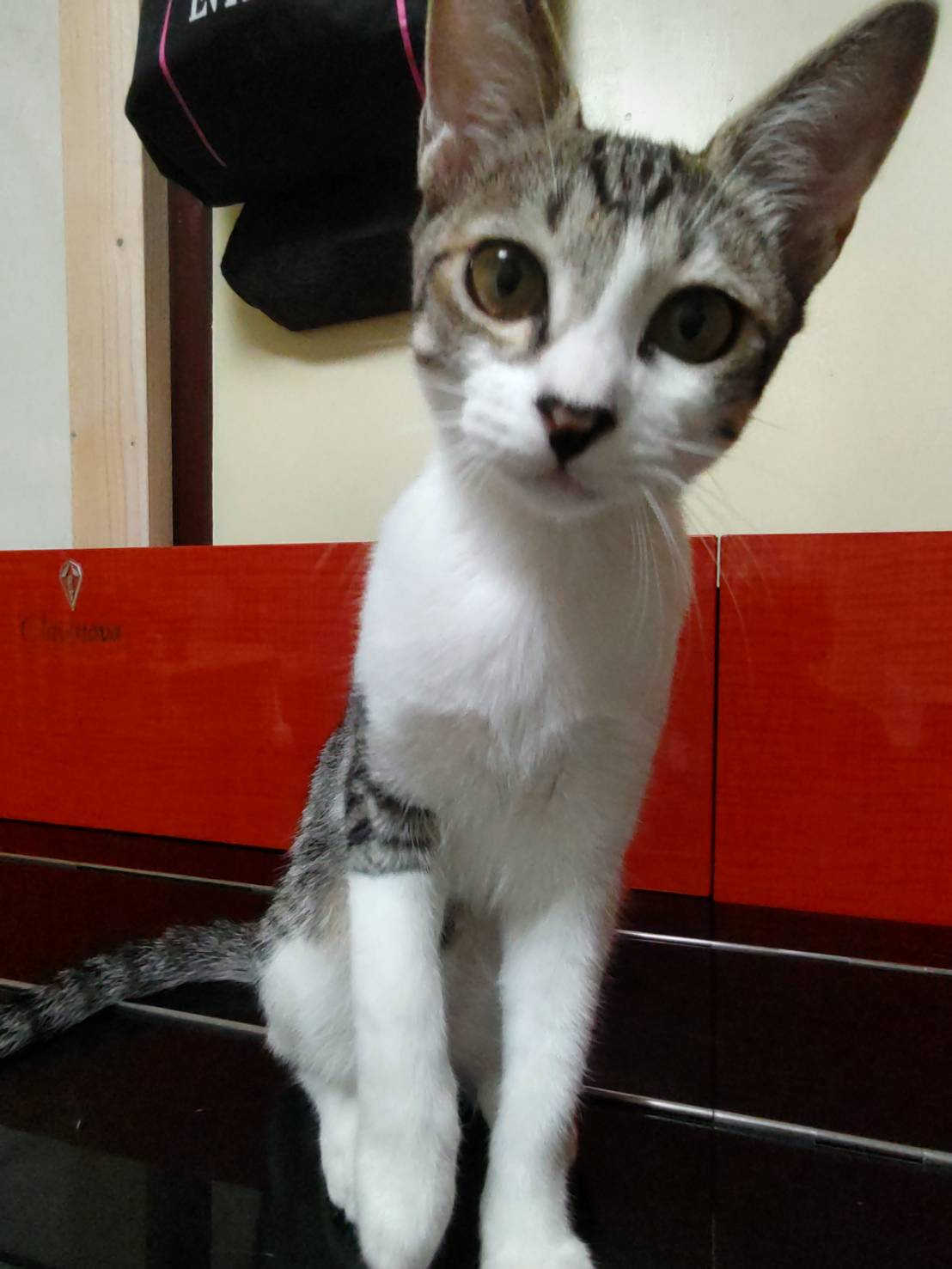 ⭐️11月2日参加猫⭐️大阪府堺市⭐️カナル⭐️6ヶ月の女の子