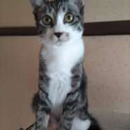 ⭐️11月2日参加猫⭐️大阪府堺市⭐️ハラミ⭐️6ヶ月の女の子