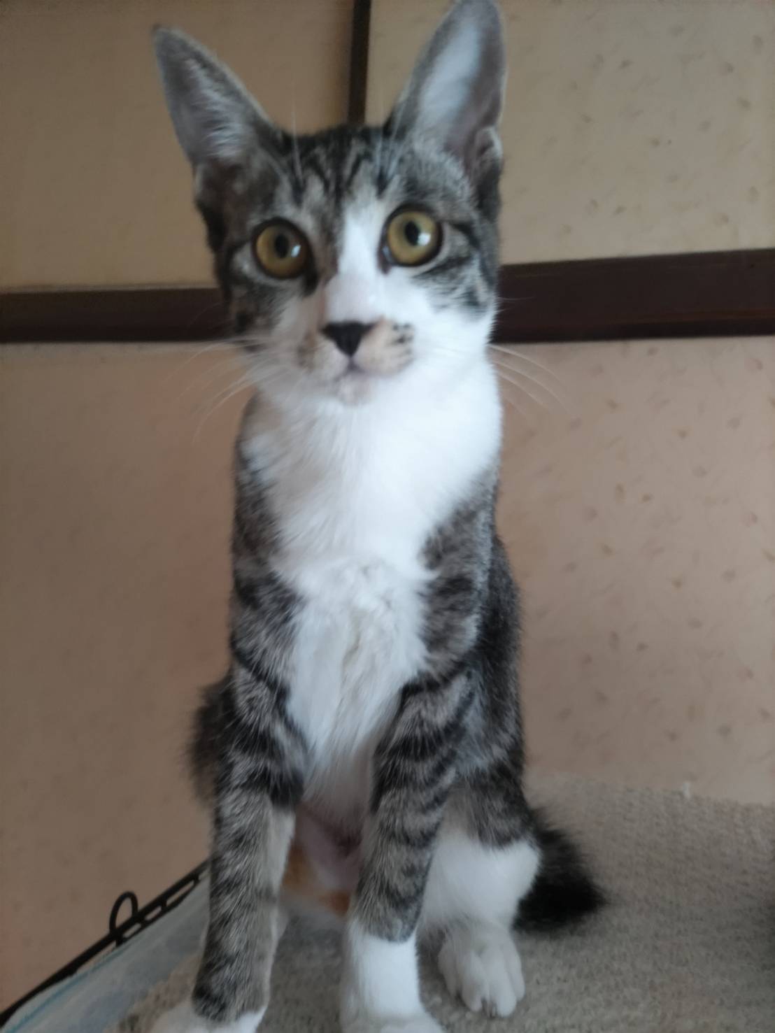 ⭐️11月2日参加猫⭐️大阪府堺市⭐️ハラミ⭐️6ヶ月の女の子