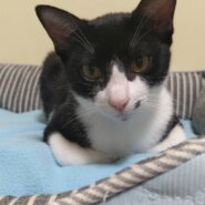 ⭐️11月2日参加猫⭐️ナムル⭐️黒ハチワレ⭐️6ヶ月の女の子