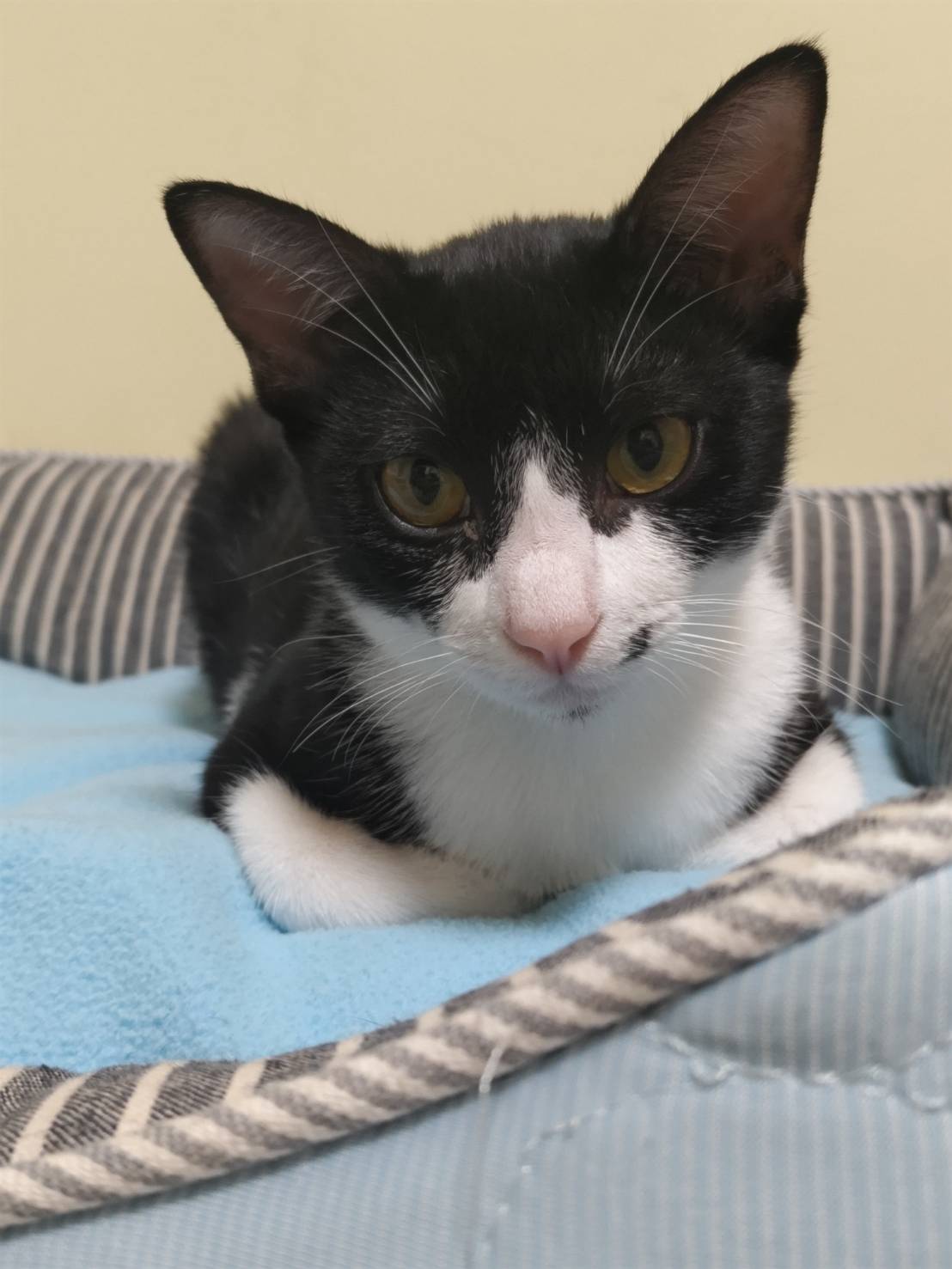 ⭐️11月2日参加猫⭐️ナムル⭐️黒ハチワレ⭐️6ヶ月の女の子