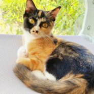 ⭐️11月2日参加猫⭐️はるみ⭐️6ヶ月の女の子