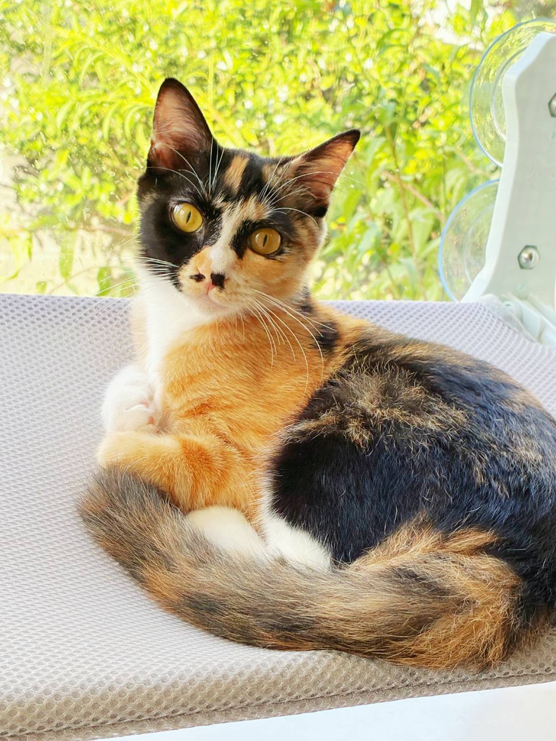 ⭐️11月2日参加猫⭐️はるみ⭐️6ヶ月の女の子