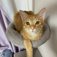 ⭐️11月2日参加猫⭐️大阪府堺市⭐️たくむ⭐️６ヶ月の男の子