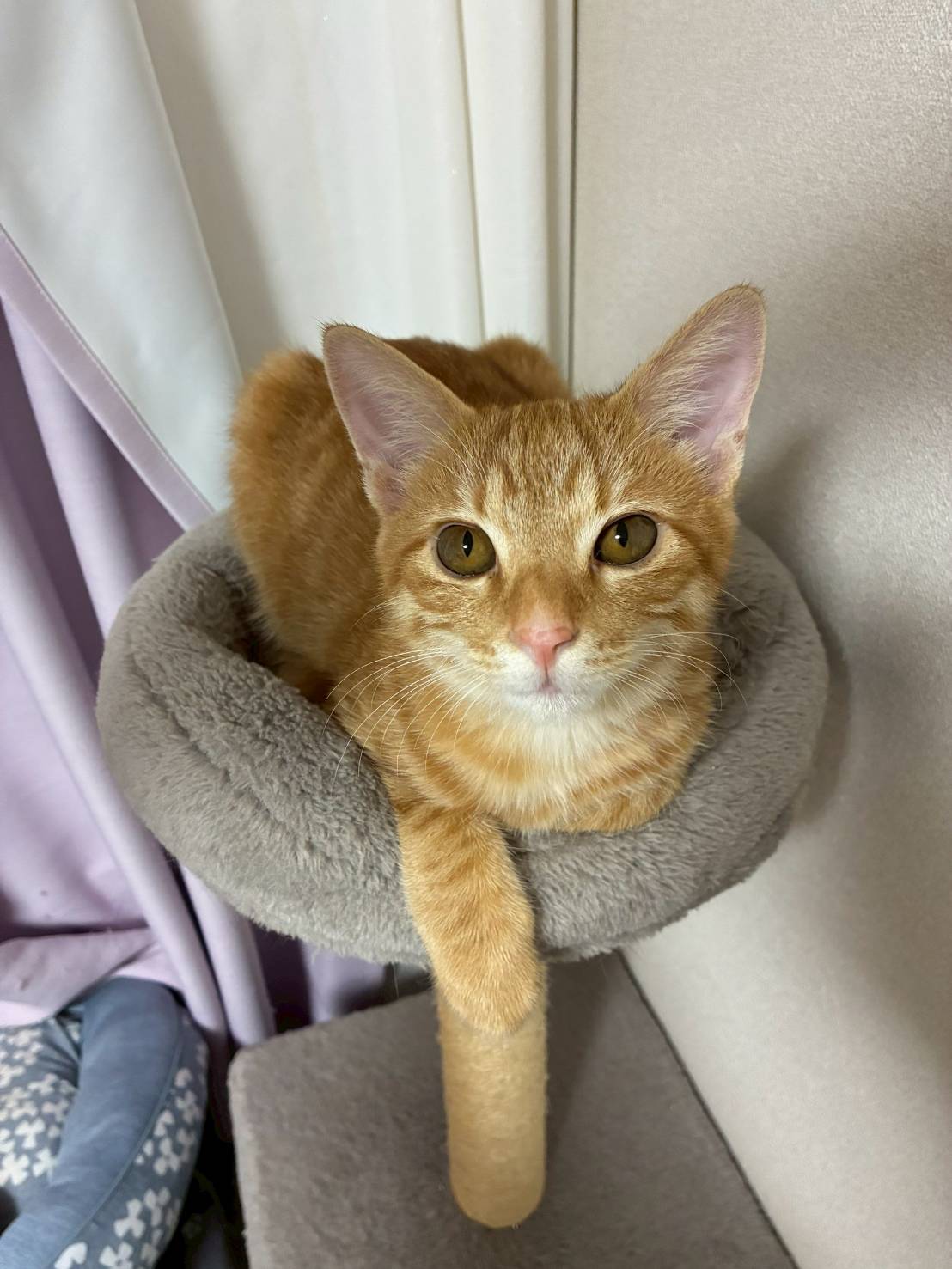 ⭐️11月2日参加猫⭐️大阪府堺市⭐️たくむ⭐️６ヶ月の男の子