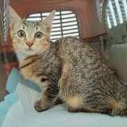 ⭐️11月2日参加猫⭐️大阪府堺市⭐️ソイ⭐️４ヶ月の男の子