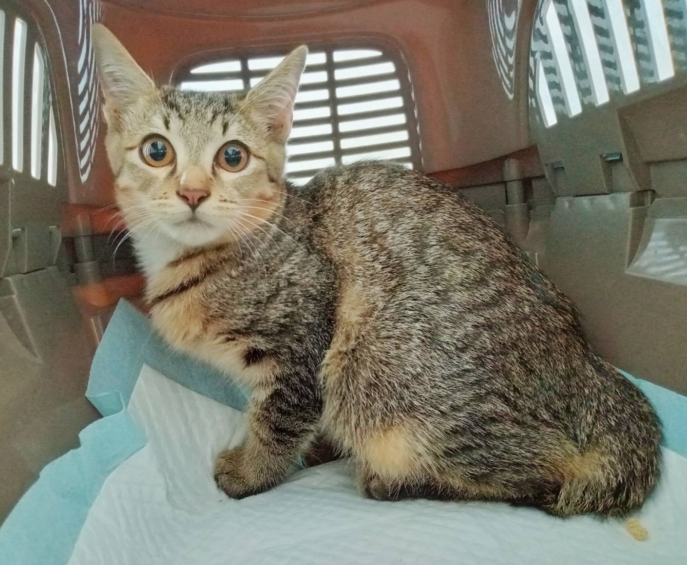 ⭐️11月2日参加猫⭐️大阪府堺市⭐️ソイ⭐️４ヶ月の男の子