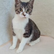 ⭐️11月2日参加猫⭐️大阪府堺市⭐️ラン⭐️５ヶ月の女の子